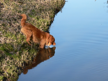 dorst