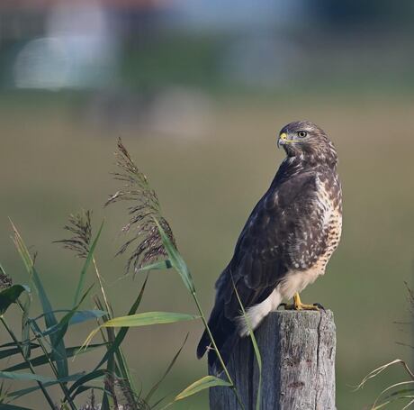 Buteo buteo