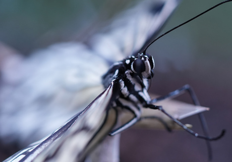 Vlinder nader bekeken 