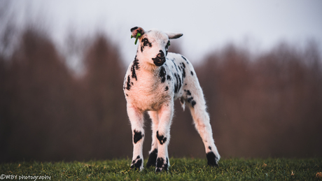 little "cow" lamb