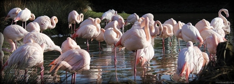 Flamingo's