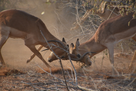 Twee vechtende Impala's