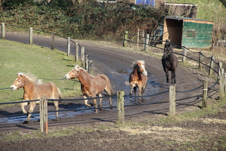 rennende paarden.JPG