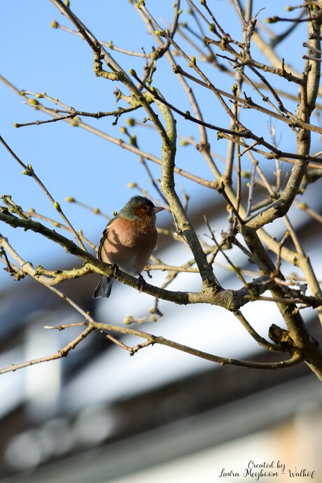 Vinkje in de Zon🌞