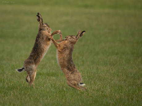 Mag ik deze dans van U....