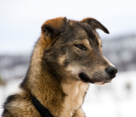 husky tocht in Tromsø