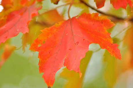 Herfstblad in kleur