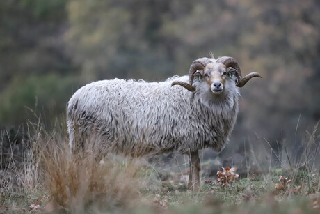 Drents heideschaap