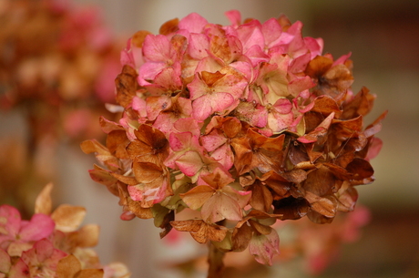 Herfst Hortensia