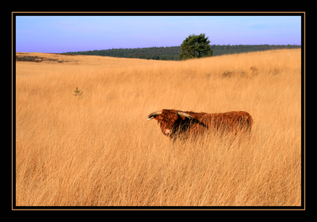 Schotse Hooglander 2