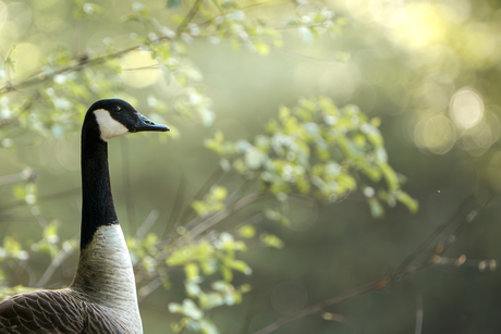 Canadese gans in het ochtendlicht