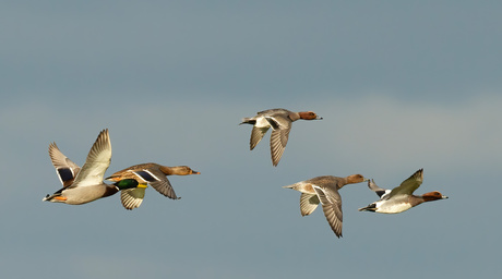 Wilde eenden en Smienten ...