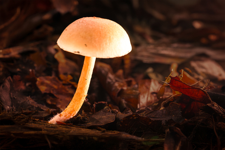 paddenstoel in het bos