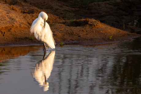 Een zilver reiger in de avondzon.