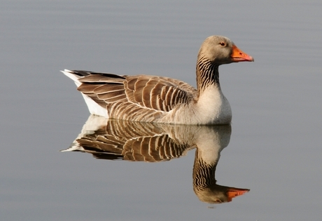 Grauwe gans