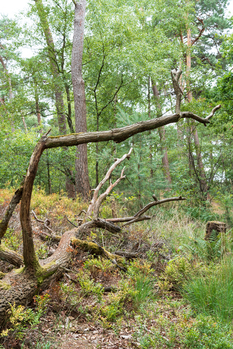 Oud hout