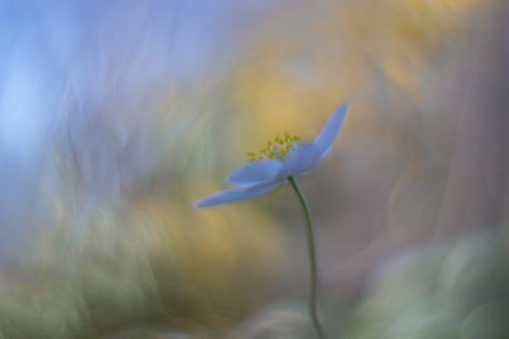 swirly anemone