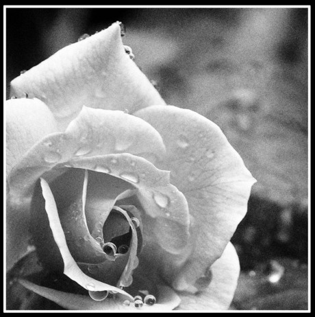 Rose in Black&amp;White