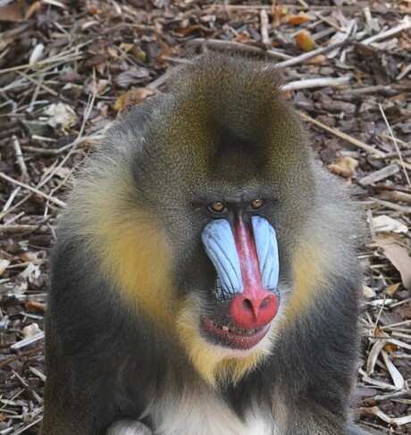 Portret van een Mandril.