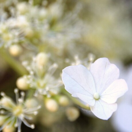 klimhortensia