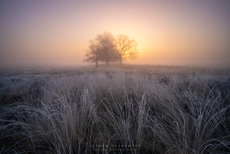 Bevroren velden bij zonsopkomst