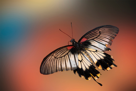 Papilio memnon vlinder