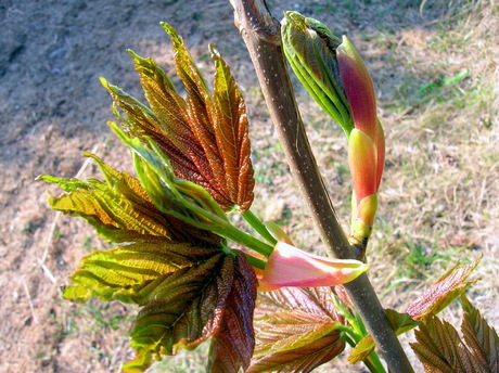 echte kleuren