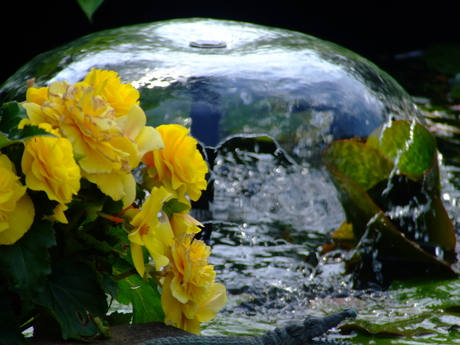 Bloemen en Water