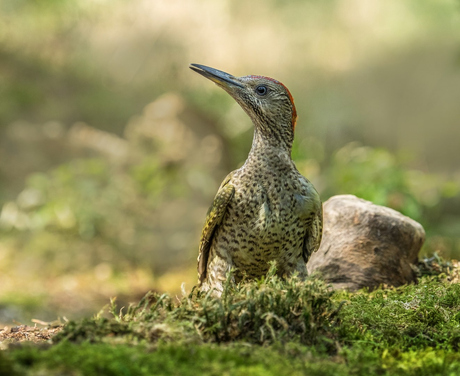 Juveniele groene specht.