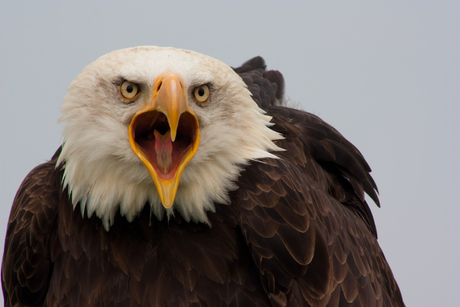 Amerikaanse Zeearend (Haliaeetus leucocephalus)