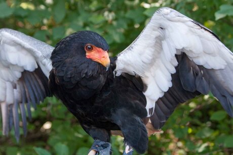 Bateleur