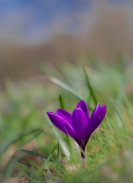 My favorite color purple.