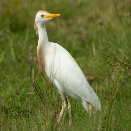 Koereiger