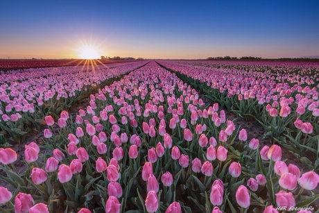 Laatste licht op een tulpenveld...