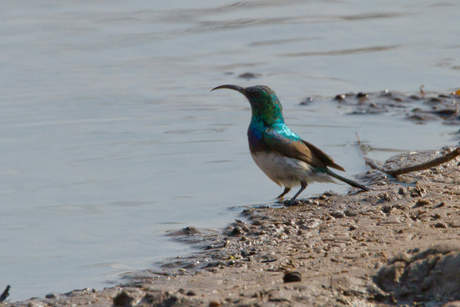 White breasted Sunbird Botswana