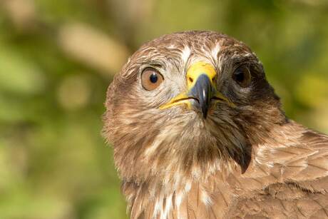 Buizerd