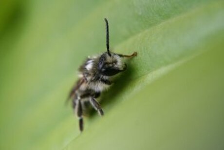 Grashommel (Bombus ruderarius)