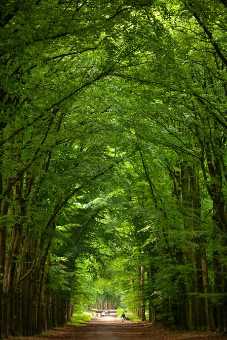 Hooge Vuursche