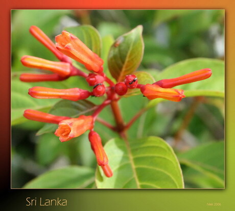 Sri Lanka Bloemen
