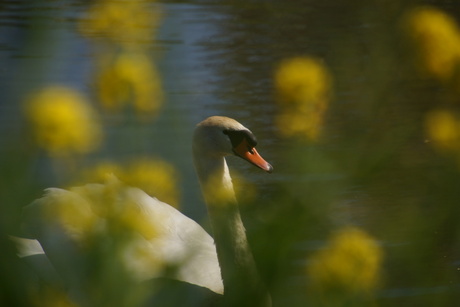 Zwaan genietend van voorjaarszon