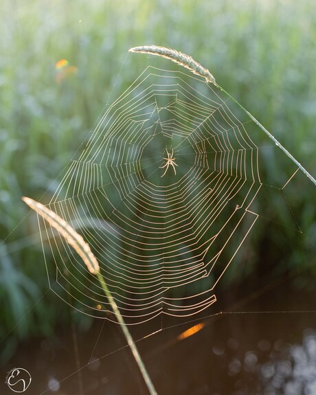 Ochtendstond heeft goud in de mond