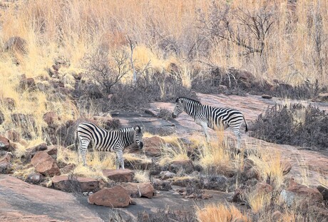 Zebra Painting