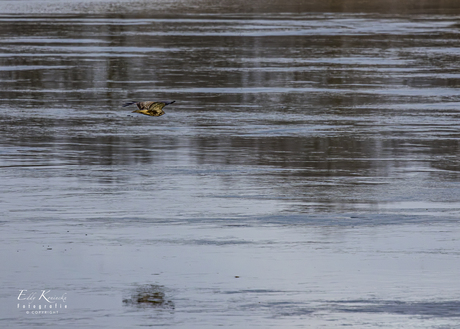 Buizerd met reflectie