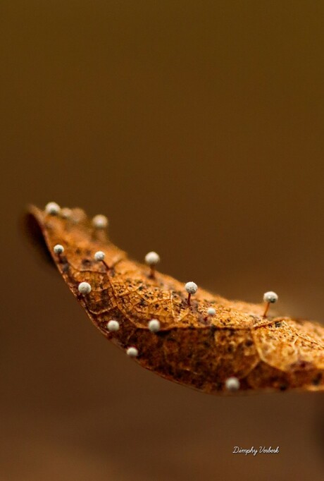 Spitsstelig kristalkopje