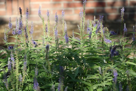 Veronica Spicata