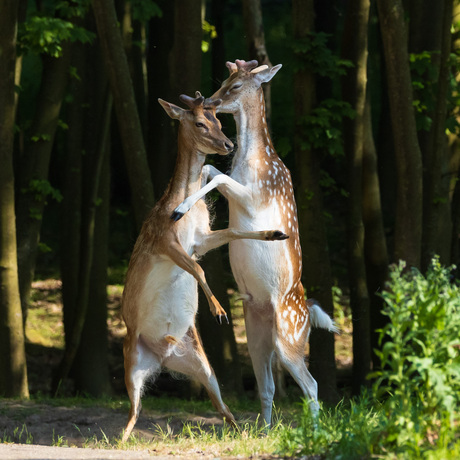 steigerende herten