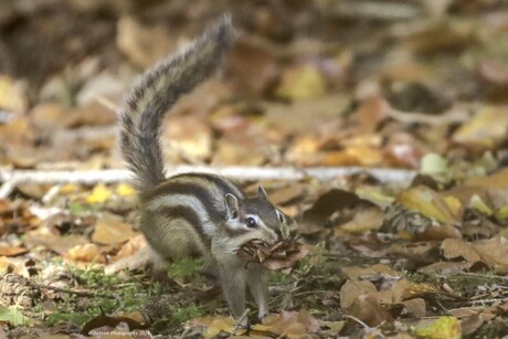 Herfst