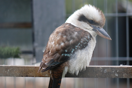 Kookaburra