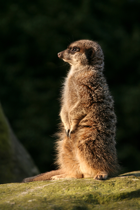 Stokstaartje staat op de uitkijk