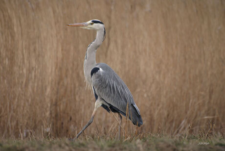 Blauwe reiger.